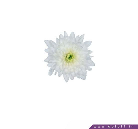 خرید اینترنتی گل - گل کرزنتیا آرکتیک کویین – Chrysanthemums | گل آف